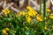 Close up of bright yellow marsh marigolds growing on side of lake