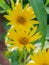 A close-up of bright yellow maximillian sunflowers (helianthus maximiliani