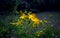Close-up of bright yellow  St John`s-wort Hypericum perforatum flowers