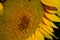 Close up of a bright yellow sunflower in Southern Queensland