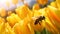 A close-up of a bright yellow tulip with a busy bumblebee collecting pollen