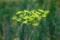 Close-up of a bright yellow umbel of dill on a blurry background of a green vegetable garden.