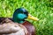 Close up of brightly colored head of a male mallard duck Anas platyrhynchos; green grass meadow in the background; San Diego,