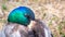 Close up of brightly colored head of a male mallard duck Anas platyrhynchos; water drops shining on its head; Golden Gate Park,