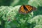 A close-up of brightly colored monarch sitting on a green flower.