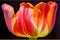 A close-up of a brightly colored tulip