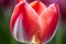A close-up of a brightly colored tulip