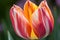 A close-up of a brightly colored tulip