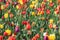 Close up of a brightly coloured tulip field