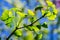 Close-up brightly green leaves of Ginkgo tree Ginkgo biloba, known gingko in soft focus against background of green