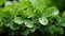 Close up brightly wet green leaves of Moringa leaves ,white background , light studio , Generate AI