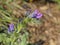 Close up of brigt purple  viper`s bugloss flower