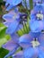 Close up of brigth blue Delphinium flowerss