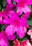 Close-up of brilliant and colorful pink azaleas