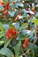 Close-up of brilliant orange tubular flowers and fleshy green leaves of Nematanthus gregarius, the clog plant or goldfish plant