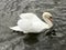 Close up brilliant white swan arched wings against black river.