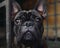 Close-Up of a Brindle French Bulldog\\\'s Face, A detailed close-up shot capturing the soulful eyes and wrinkled face