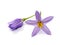 Close up Brinjal flower on white background