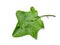 Close up Brinjal leaf on white background