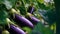 A close up of Brinjal Vegetable plant in a plantation