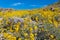 Close Up of Bristlebush Flowers on Desert Hillside