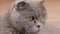 Close-up of a British breed cat\\\'s face