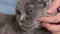 Close-up of a British breed cat\\\'s face. Female hands scratching a cat, stroking a pet