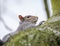 Close-up of a british grey squirrel seen resting on a large tree in a forest clearing.