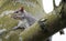 Close-up of a british grey squirrel seen resting on a large tree in a forest clearing.