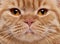 Close-up of British Shorthair cat\'s face