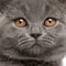 Close-up of British Shorthair kitten