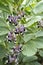 Close up of broad bean plant (Vicia faba) in flower