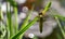 Close-up of Broad-bodied chaser dragonfly female Libellula depressa with large transparent wings and honey brown color