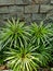 Close up of broadleaf lady palm plant