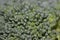 Close up of a broccoli floret