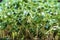 Close-up of broccoli microgreens in the wooden box. Sprouting Microgreens. Seed Germination at home. Vegan and healthy