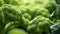 Close up of broccoli plants with green leaves, AI