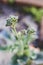 Close-up of broccolini plant outdoor in sunny backyard