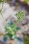 Close-up of broccolini plant outdoor in veggie patch