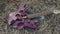 Close up for broken purple guitar lying on withered hay, top view. Stock. Broken electric guitar parts violet deck and