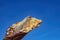 Close-up of a broken rotted tree branch