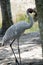 This is a close up of a brolga