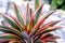 Close up of Bromeliad plants in garden