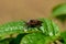 Close up of a Bronze shield bug on a green leaf