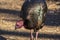 Close up of a bronze turkey