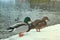 Close up broun duck and emerald green drake. Two wild mallard ducks standing on pier covered with snow near river. Wild nature lif