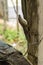 Close-up Of Brown Anole Lizard Climbing Wooden Post