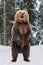 Close-up brown bear standing on his hind legs in the winter forest