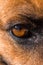 Close up of brown and black German shepherd dogs eye and face