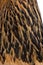 Close-up of Brown Brahma Hen feathers